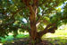 AN ANCIENT CAROB TREE